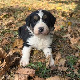 Snoopy - Tri-color male Bernedoodle puppy in Lancaster, Missouri from Cavapoo Acres
