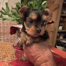 Ellie - Black and tan female Yorkshire Terrier puppy in Kingston, Oklahoma from Lake Life