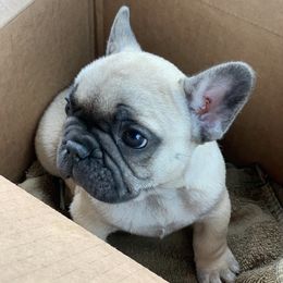 Chihuahuas and French Bulldogs from Kelly Treat's Chihuahuas and French Bulldogs