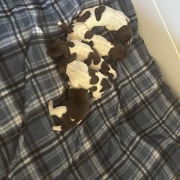 German Shorthaired Pointer Puppies from Doyle’s GSP