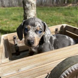 Dachshund Puppies from Golden Creek Farm