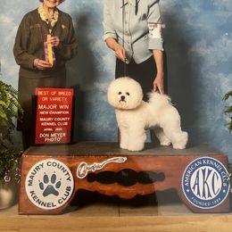 Bichon Frise All Grown Up from Brereton Bichons
