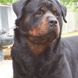 Rottweiler All Grown Up from LAKEVIEW KENNEL