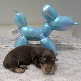 1 chocolate and cream - Chocolate and cream female Dachshund puppy in Central Point, Oregon from MRS Long Dog Ranch