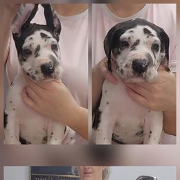 Girl 3 - Harlequin female Great Dane puppy in Longview, Texas from Lazy A Danes