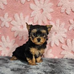 Pup 3 - Black and tan female Yorkshire Terrier puppy in Polk City, Florida from Yorkies by Casey