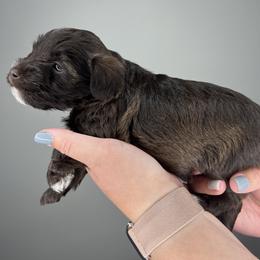 Great Dane and Miniature Schnauzer Puppies from Dog in Mind Danes