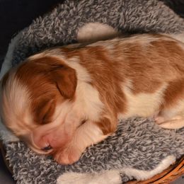 Greta - Blenheim female Cavalier King Charles Spaniel puppy in Paulden, Arizona from Nine Mile Cavaliers