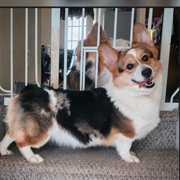 Mini - American Corgi