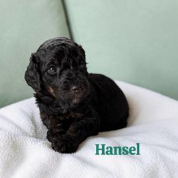 Hansel - Sable male Poodle puppy in Ellenburg Center, New York from Kristin's Puppies