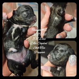 Rose - Red female Shih Tzu puppy in Maize, Kansas from Air Capital Shih Tzu Puppies