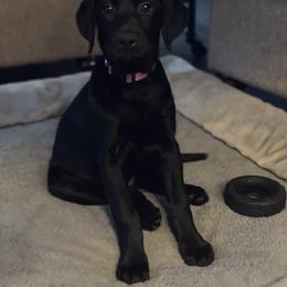 Labrador Retriever Puppies from Triple L Labs & Co.