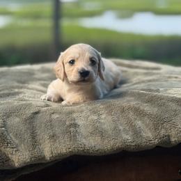 Leo - Cream male Dachshund puppy in Woodbine, Georgia from Coastal Bluff Pups
