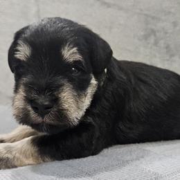 Miniature Schnauzer puppies from Central Iowa Schnauzers, LLC