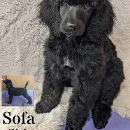Poodle Puppies from Kvali Standard Poodles