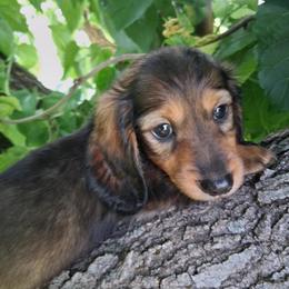 Crimson - Red female Dachshund puppy in Visalia, California from DachGraston Dachshunds