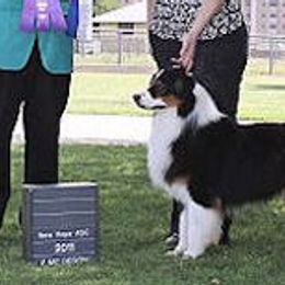 Miniature Australian Shepherds and Toy Australian Shepherds from Cedar Creek Aussies