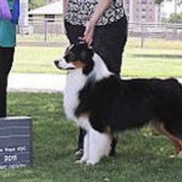 Miniature Australian Shepherds and Toy Australian Shepherds from Cedar Creek Aussies