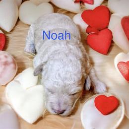 Noah - Apricot male Goldendoodle puppy in North Branch, Michigan from Graceful Miniature Goldendoodles