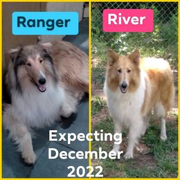 Collie puppies from Southern Country Collies