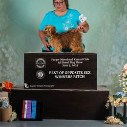 Havanese puppies from Bydand Newfoundlands