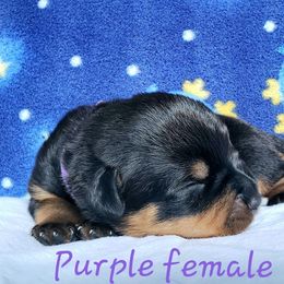Rottweiler Puppies from Von Hunter Rottweilers