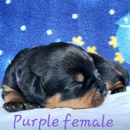 Rottweiler Puppies from Von Hunter Rottweilers