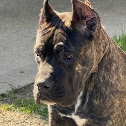Pharaoh - Chestnut brindle male Cane Corso puppy in Fontana, California from Giosci Cane Corso