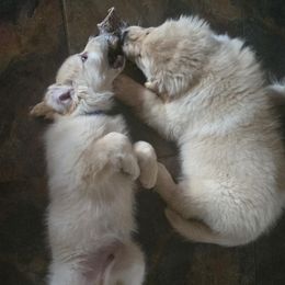 Paladin - Light golden male Golden Retriever puppy in Prescott, Arizona from Xanadu Goldens