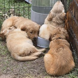 Golden Retriever Puppies from Stellar Acres Golden Retrievers