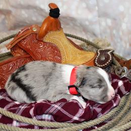 Border Collie Puppies from Team Reeves Ranch