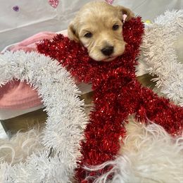 Cavalier King Charles Spaniel and Cavapoo Puppies from K’s Cavys
