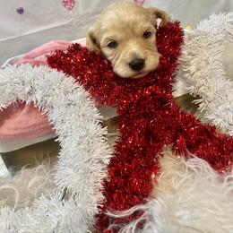Cavalier King Charles Spaniel and Cavapoo Puppies from K’s Cavys
