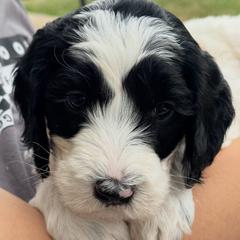 Jersey - male Australian Mountain Doodle puppy in Sherrills Ford, North Carolina from Magnolia Grove Farms