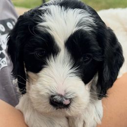 Jersey - male Australian Mountain Doodle puppy in Sherrills Ford, North Carolina from Magnolia Grove Farms