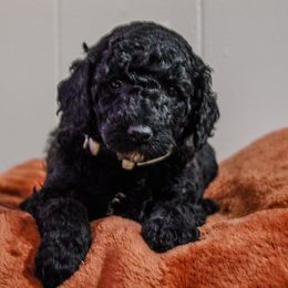 Goldendoodle Puppies from Southern Grace Acres