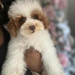 Treble - Parti male Poodle puppy in Kissimmee, Florida from Unique Poodles
