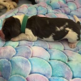 Green boy - Liver white and tan male English Springer Spaniel puppy in Nashua, New Hampshire from Woodsong European English Springer Spaniels