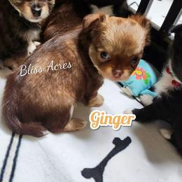 Ginger - Chocolate sabled fawn female Chihuahua puppy in Ponca City, Oklahoma from Bliss Acres Farm