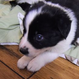 Border Collie Puppies from Frozen Border Collies