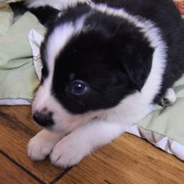 Border Collie Puppies from Frozen Border Collies