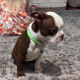 M. Red Male (green collar) - Red male Boston Terrier puppy in Mc Donough, Georgia from Ballard Boston Terriers
