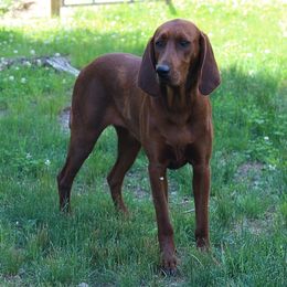 Rosie - Redbone Coonhound