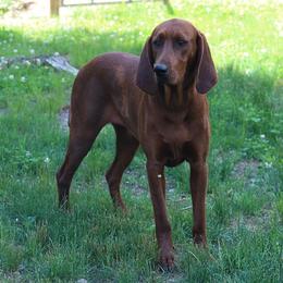 Rosie - Redbone Coonhound