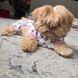 Shih Tzu Puppies from Oregon Shih Tzu