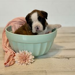 Orca - Brindle Boxer puppy in Grove City, Ohio from Krieger Family Boxers