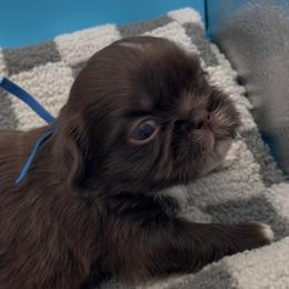Beryl - white collar - Chocolate male Shih Tzu puppy in Clarksburg, West Virginia from Pilgrim Shih tzu