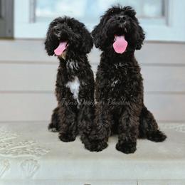 Zora - Black and white female Aussiedoodle puppy in Centreville, Mississippi from Trin's Designer Doodles