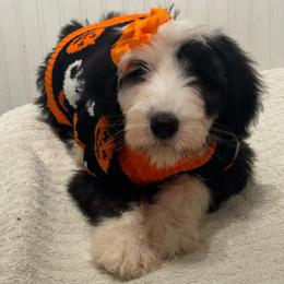 MUFFIN - Black and white female Sheepadoodle puppy in Riverside, California from Downtown Doodles & Frenchies