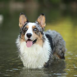 Illidan - Cardigan Welsh Corgi